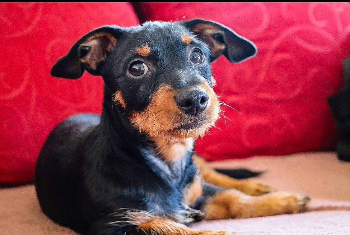 Luffy participe au concours pour gagner de l'argent avec cette photo : canidae, carnivore, companion_dog, dog, dog_breed, ear, fawn, fur, guard_dog, puppy, snout, sporting_group, terrestrial_animal, toy_dog, whiskers, working_animal, working_dog