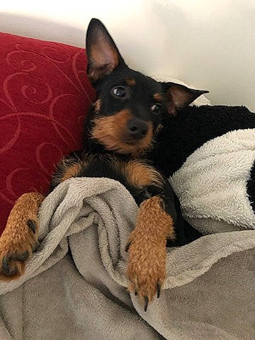 Luffy participe au concours pour gagner de l'argent avec cette photo : canidae, carnivore, comfort, companion_dog, dog, dog_breed, dog_supply, ear, fawn, fur, linens, mammal, nap, paw, prazsky_krysarik, snout, sporting_group, toy_dog, whiskers, working_animal