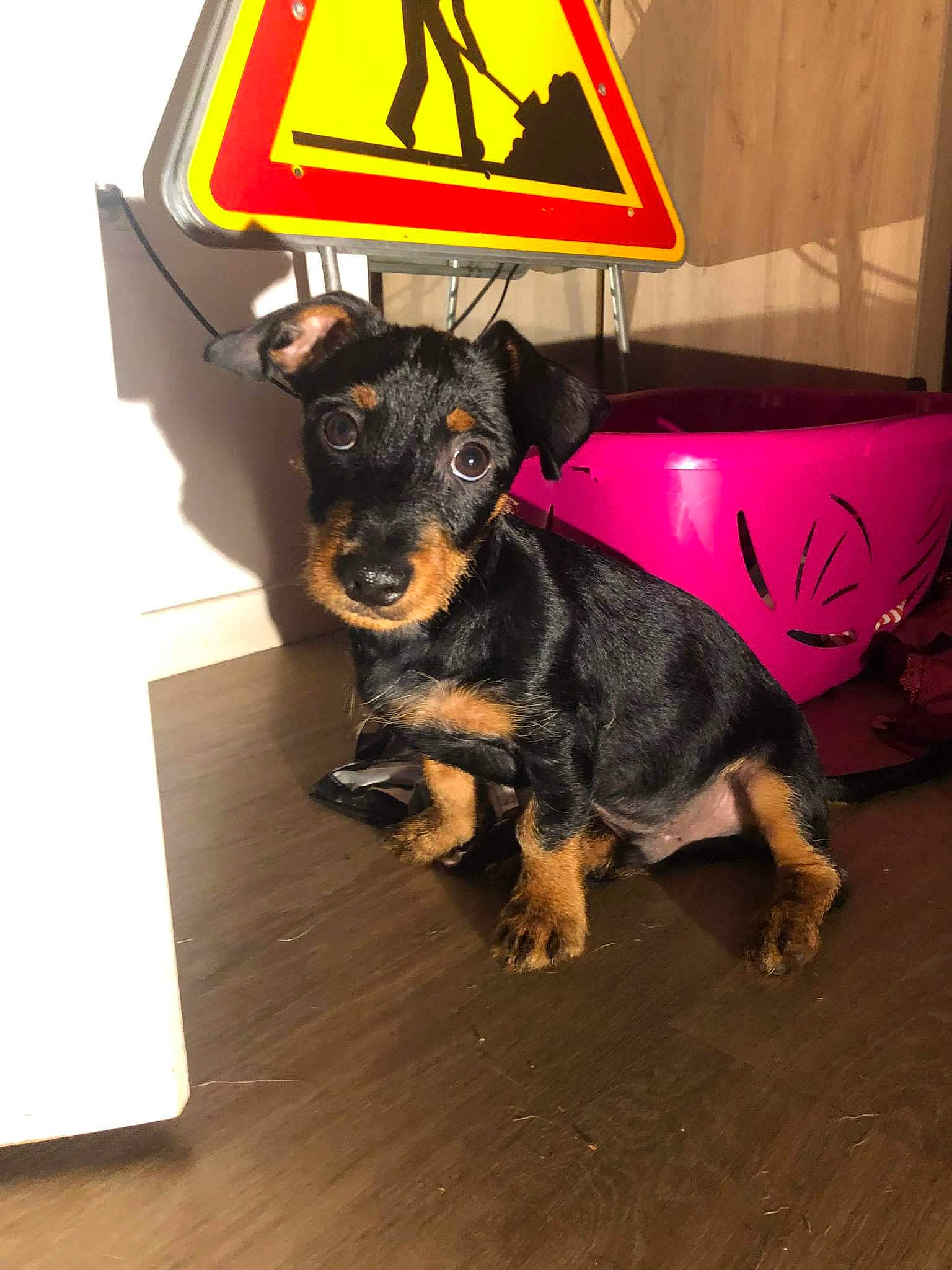 Luffy participe au concours pour gagner de l'argent avec cette photo : canidae, carnivore, companion_dog, dog, dog_breed, dog_supply, event, flooring, guard_dog, hardwood, pinscher, sign, sporting_group, traffic_sign, triangle, wood, working_animal, working_dog, yellow