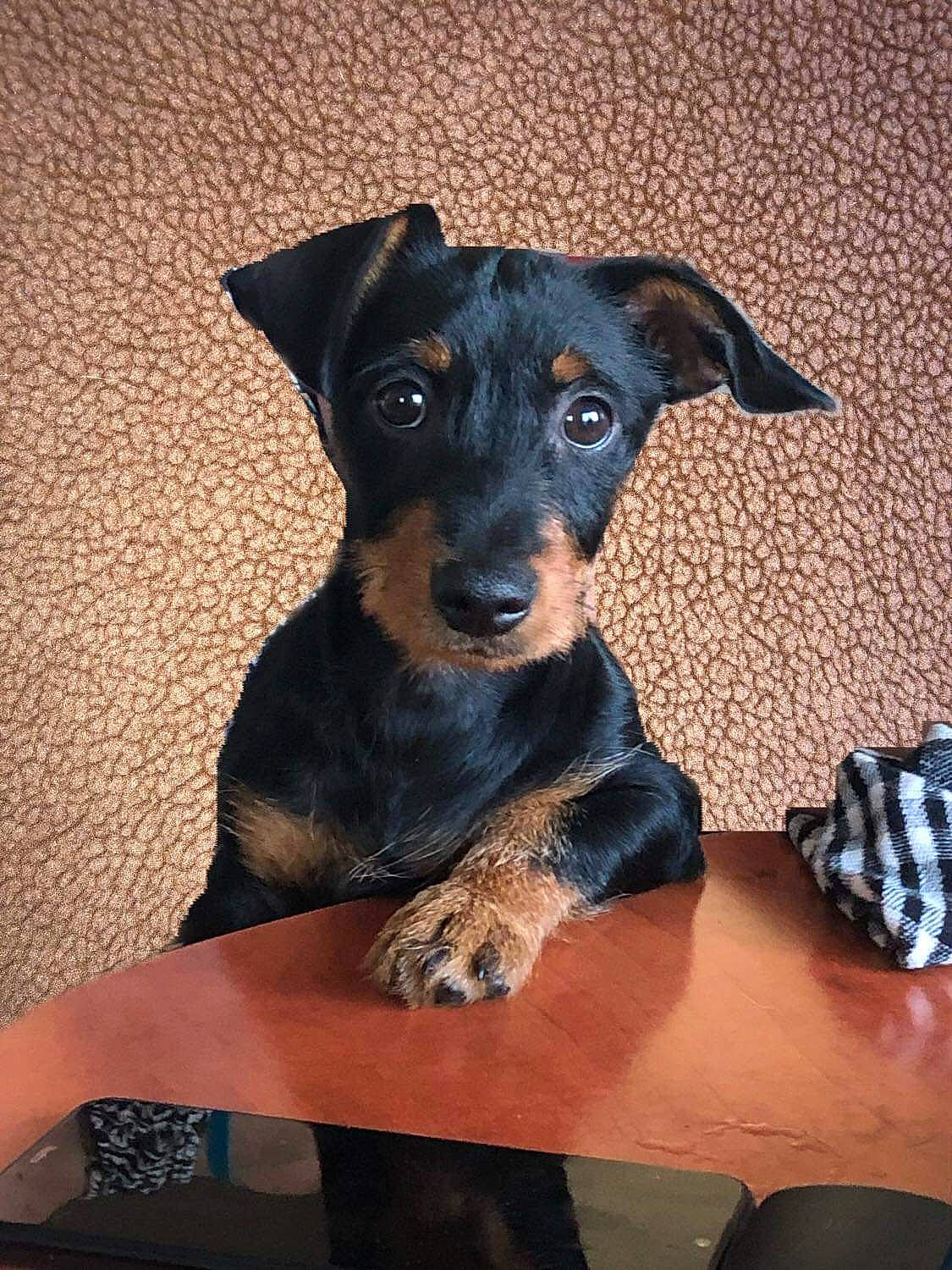 Luffy participe au concours pour gagner de l'argent avec cette photo : canidae, carnivore, chair, companion_dog, desk, dog, dog_breed, dog_supply, fur, guard_dog, snout, sporting_group, table, terrestrial_animal, toy_dog, working_animal, working_dog