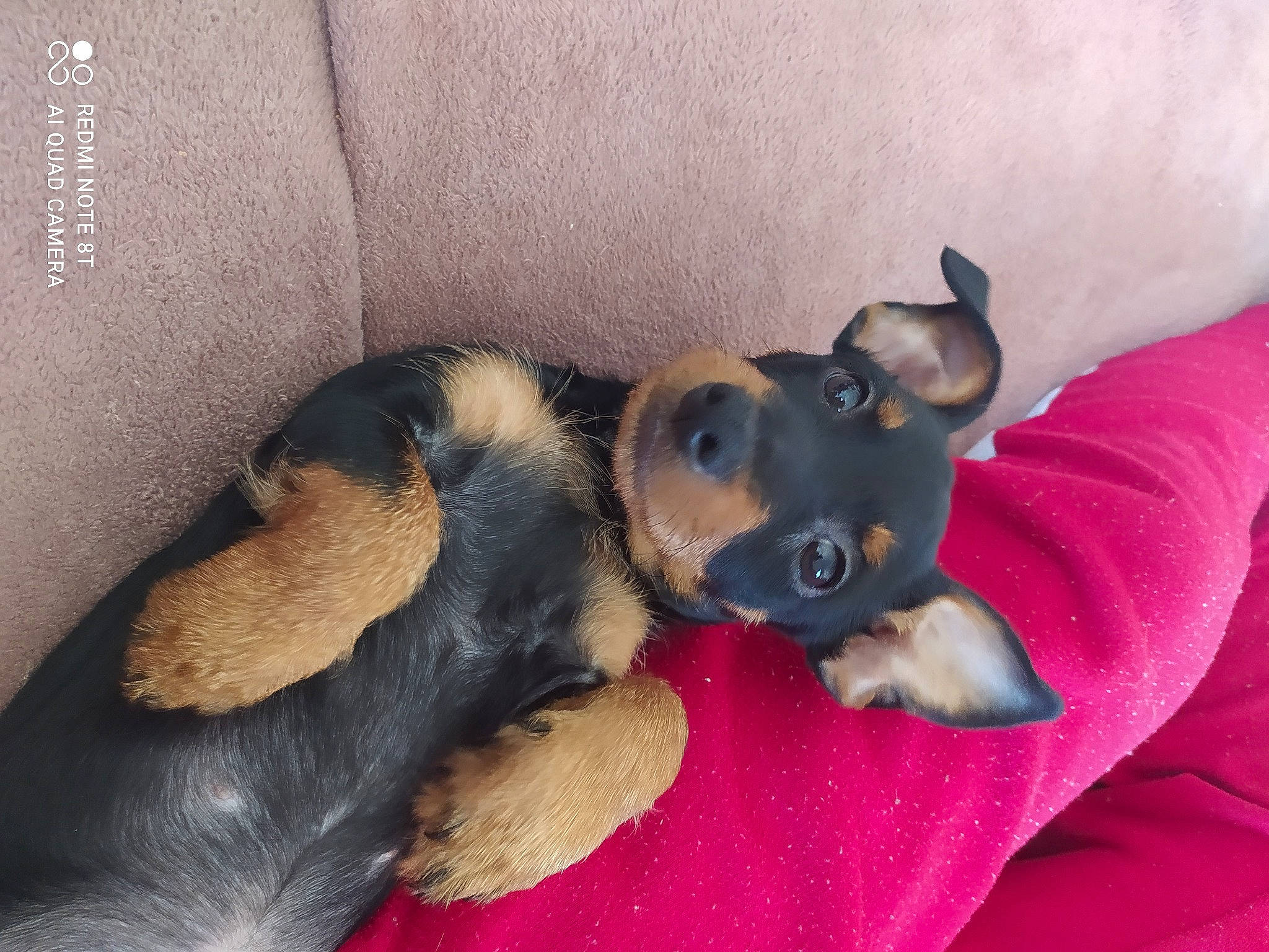 Luffy participe au concours pour gagner de l'argent avec cette photo : canidae, carnivore, comfort, companion_dog, dog, dog_breed, ear, fur, paw, snout, sporting_group, terrestrial_animal, toy_dog, whiskers, working_animal, working_dog