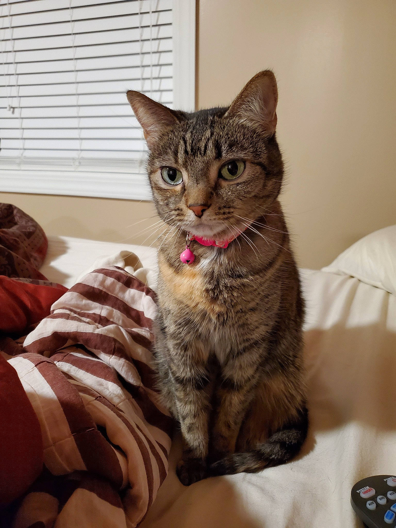 Meow Kitty joined the competition — help win amazing prizes! american_shorthair, asian, australian_mist, california_spangled, carnivore, cat, chausie, domestic_short_haired_cat, dragon_li, egyptian_mau, european_shorthair, felidae, fur, kitten, mammal, ocicat, pixie_bob, small_to_medium_sized_cats, tabby_cat, whiskers