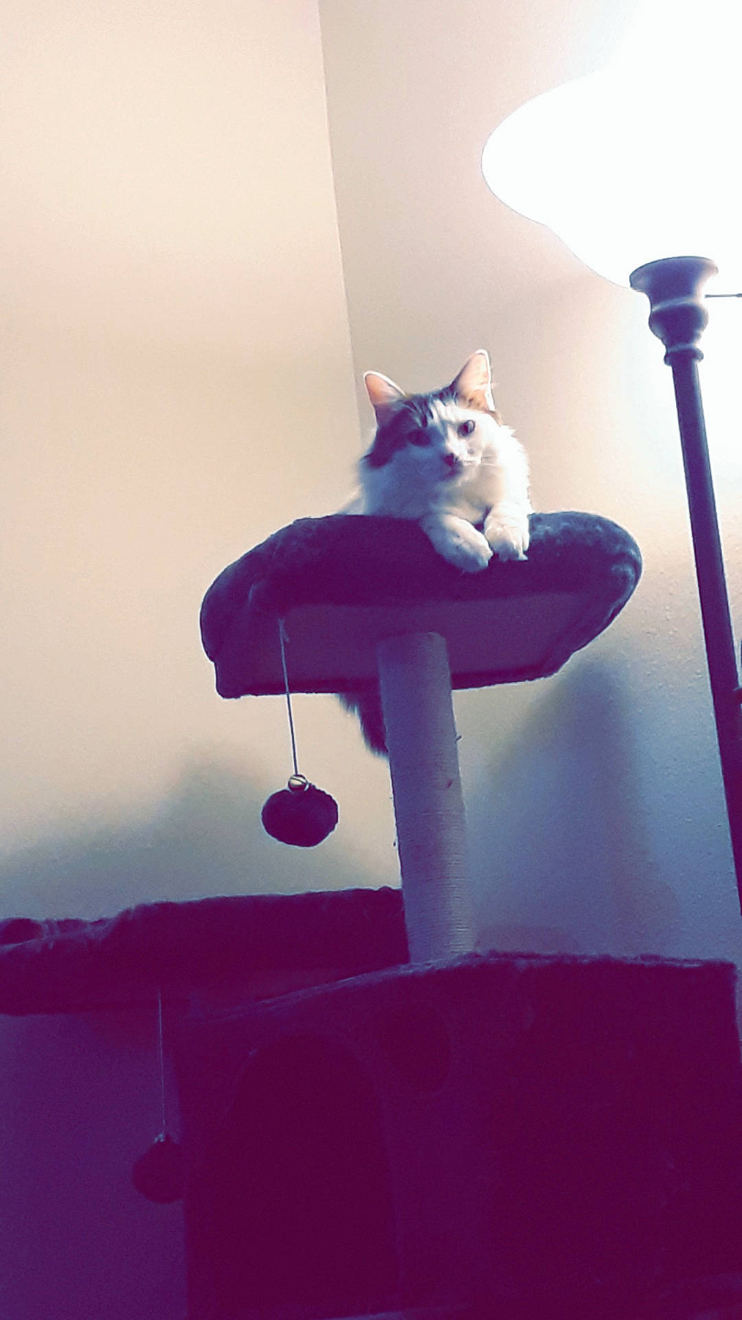 Felicia joined the competition — help win amazing prizes! carnivore, cat, felidae, kitten, leg, pink, sitting, small_to_medium_sized_cats, tail, whiskers