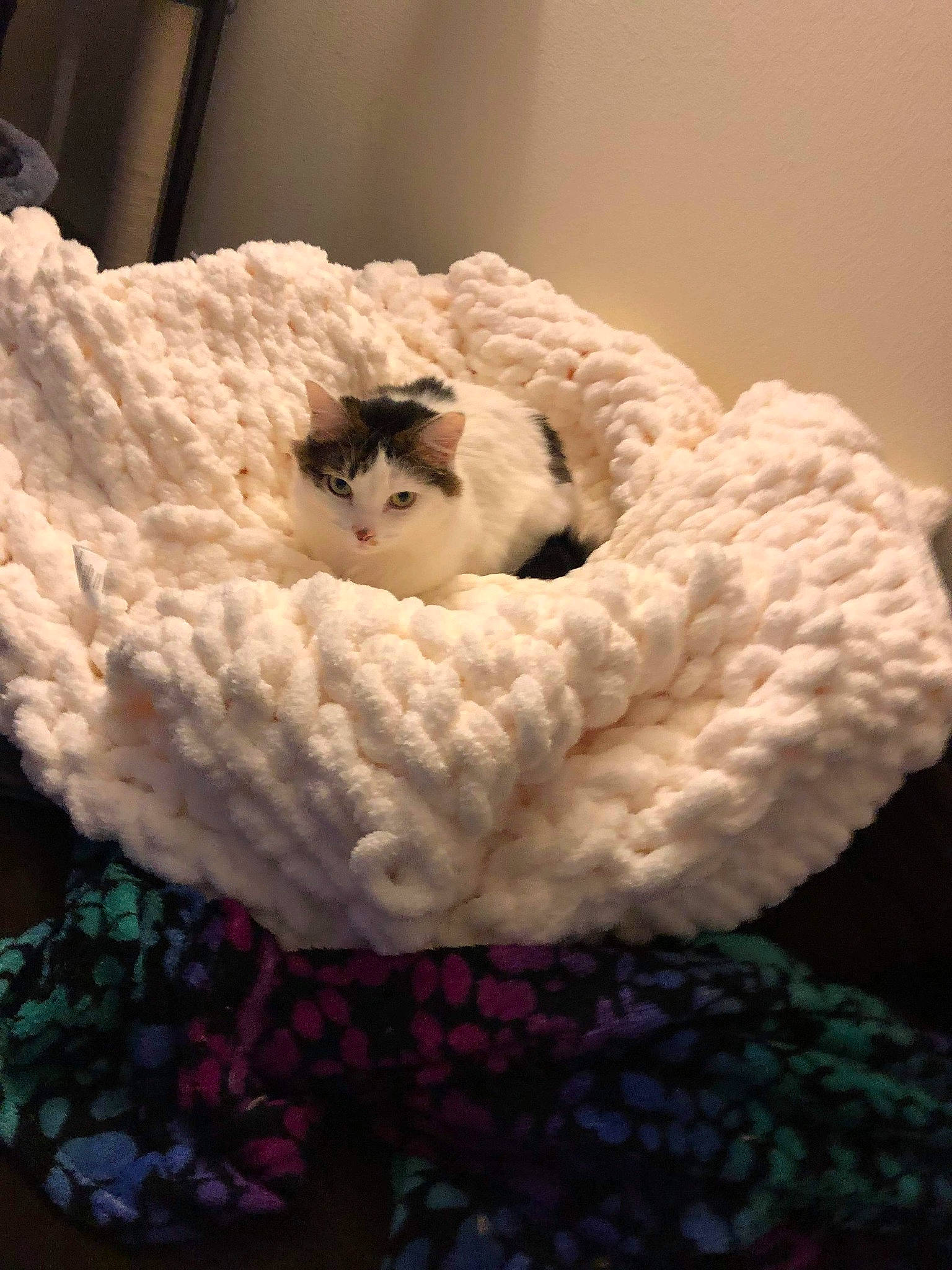 Felicia is registered to the contest to win money with this photo: art, cat, crochet, fawn, fur, knitting, textile, wool