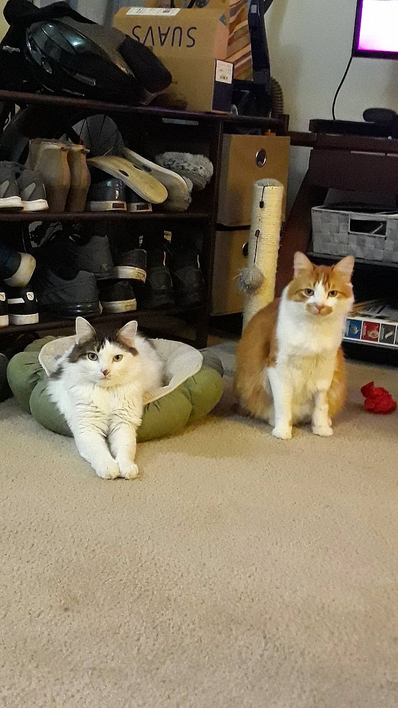 Felicia is registered to the contest to win money with this photo: aegean_cat, canidae, carnivore, cat, domestic_short_haired_cat, european_shorthair, fawn, felidae, floor, flooring, fur, kitten, mammal, paw, persian, polydactyl_cat, room, small_to_medium_sized_cats, tail, whiskers