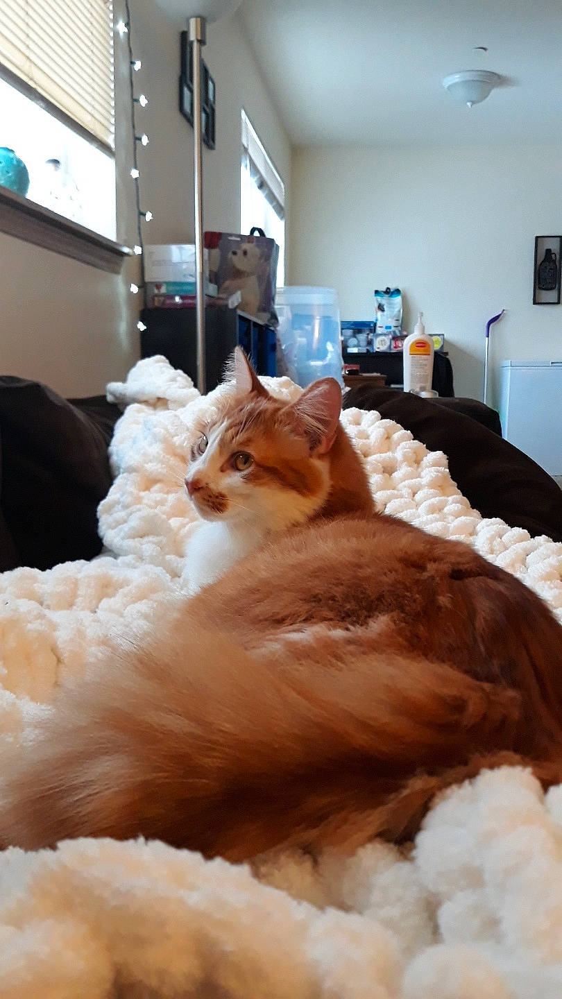 Dennis is registered to the contest to win money with this photo: bed, bed_sheet, bedding, carnivore, cat, comfort, domestic_long_haired_cat, felidae, fur, furniture, linens, norwegian_forest_cat, ragdoll, room, small_to_medium_sized_cats, snapshot, somali, textile, turkish_van, whiskers