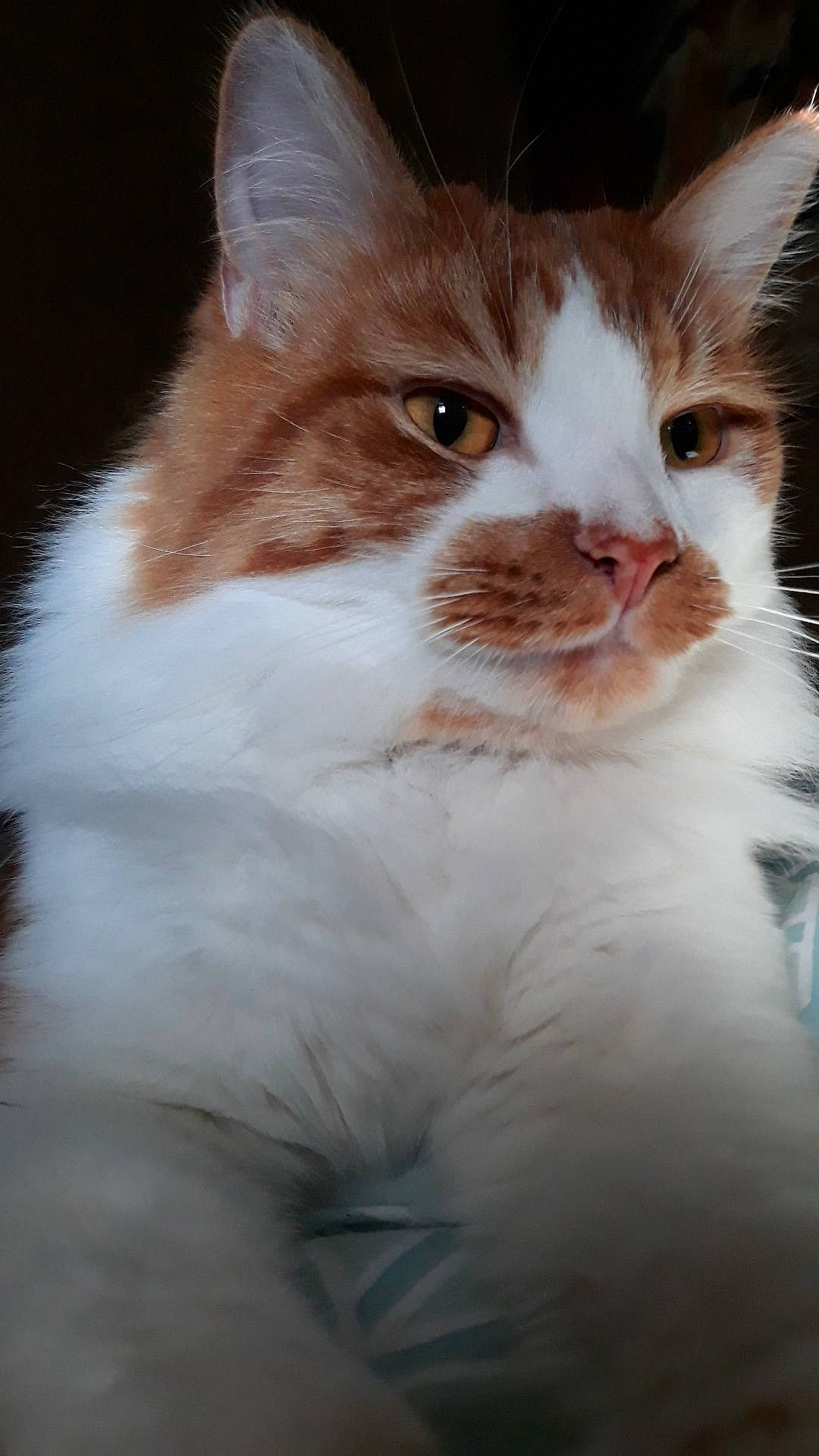 Dennis is registered to the contest to win money with this photo: aegean_cat, american_wirehair, british_semi_longhair, carnivore, cat, cymric, domestic_long_haired_cat, felidae, fur, kitten, maine_coon, mammal, norwegian_forest_cat, ragamuffin, siberian, small_to_medium_sized_cats, turkish_van, vertebrate, whiskers