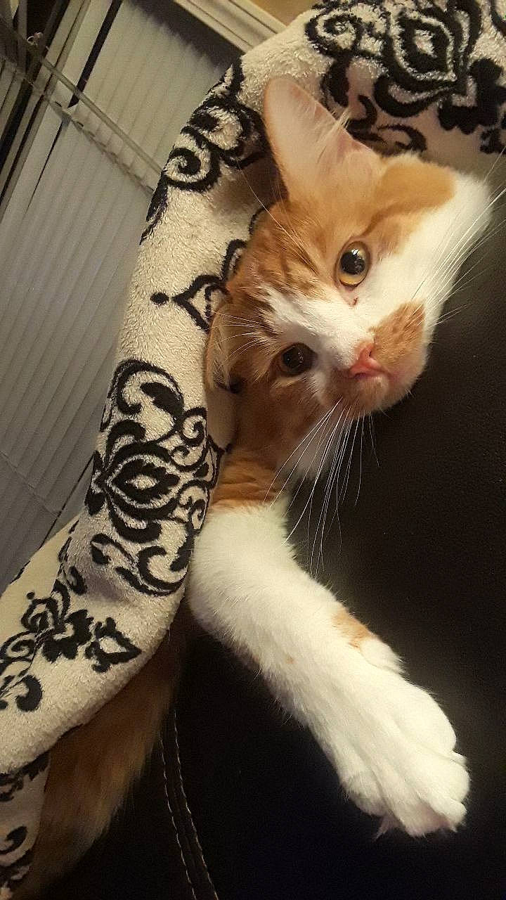 Dennis joined the competition — help win amazing prizes! aegean_cat, american_curl, american_shorthair, american_wirehair, asian, carnivore, cat, european_shorthair, fawn, felidae, fur, kitten, paw, polydactyl_cat, small_to_medium_sized_cats, tail, turkish_van, whiskers