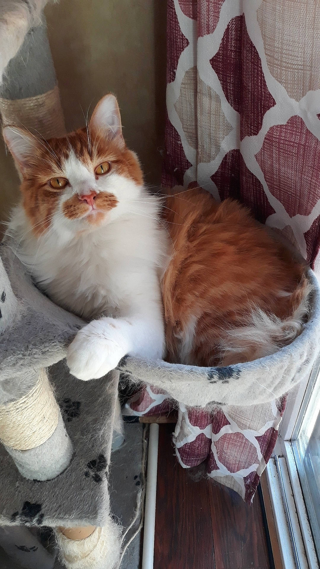 Dennis joined the competition — help win amazing prizes! aegean_cat, carnivore, cat, european_shorthair, fawn, felidae, fur, kitten, maine_coon, norwegian_forest_cat, small_to_medium_sized_cats, tail, whiskers