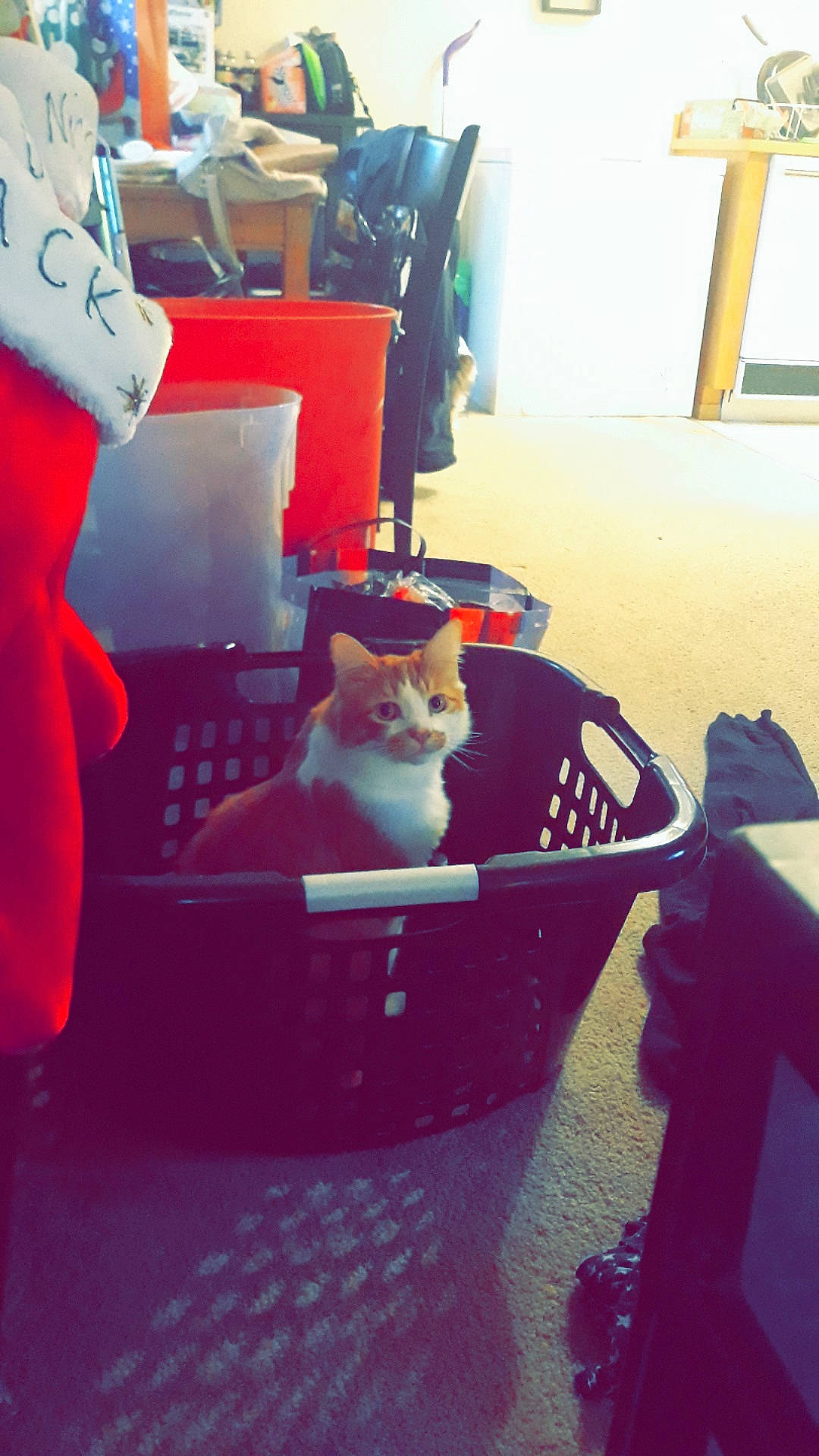 Dennis joined the competition — help win amazing prizes! cat, felidae, kitten, red, small_to_medium_sized_cats