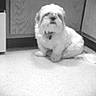 dog, small_dog, fluffy, white_fur, sitting, indoors, kitchen, floor, cabinet, appliance, tail, collar, pet, portrait, black_and_white, grayscale, cute, long_hair, home, animal