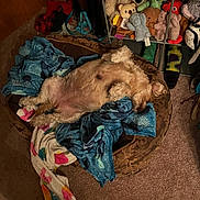 Minnie Mouse is registered to the contest to win money with this photo: animal, bed, blanket, brown_dog, carpet, comfort, cozy, dog, fur, home, indoor, napping, pet, pile, plush_toys, relaxed, resting, sleeping, stuffed_animals, toy_shelf
