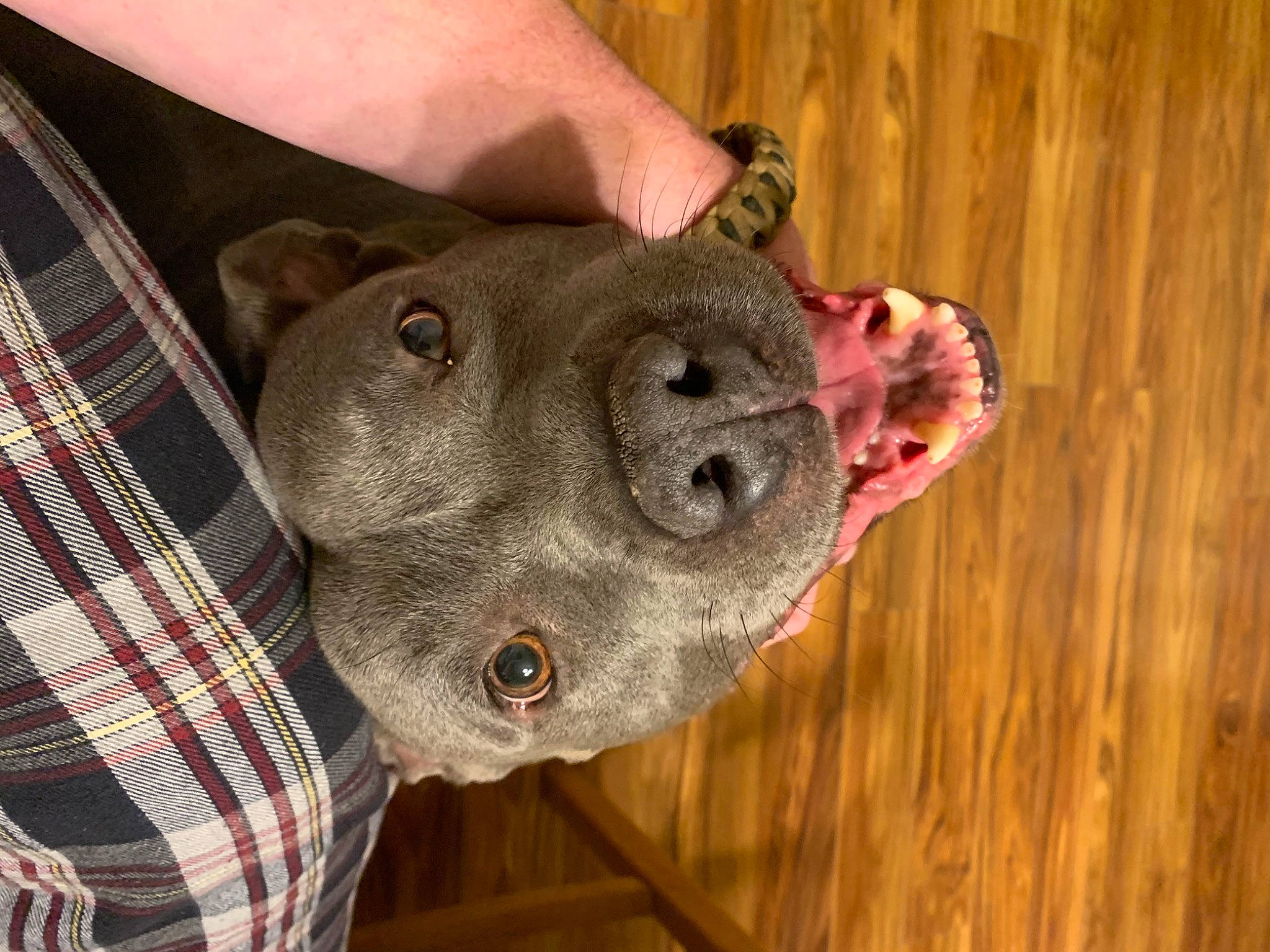 Huey is registered to the contest to win money with this photo: canidae, carnivore, dog, dog_breed, fawn, fur, hardwood, hat, liver, military_camouflage, non_sporting_group, pattern, plaid, sporting_group, tartan, terrestrial_animal, whiskers, wood, working_animal