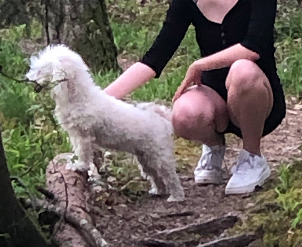 Diamant participe au concours pour gagner de l'argent avec cette photo : canidae, carnivore, companion_dog, dog, dog_breed, forest, grass, people_in_nature, plant, soil, sporting_group, woodland