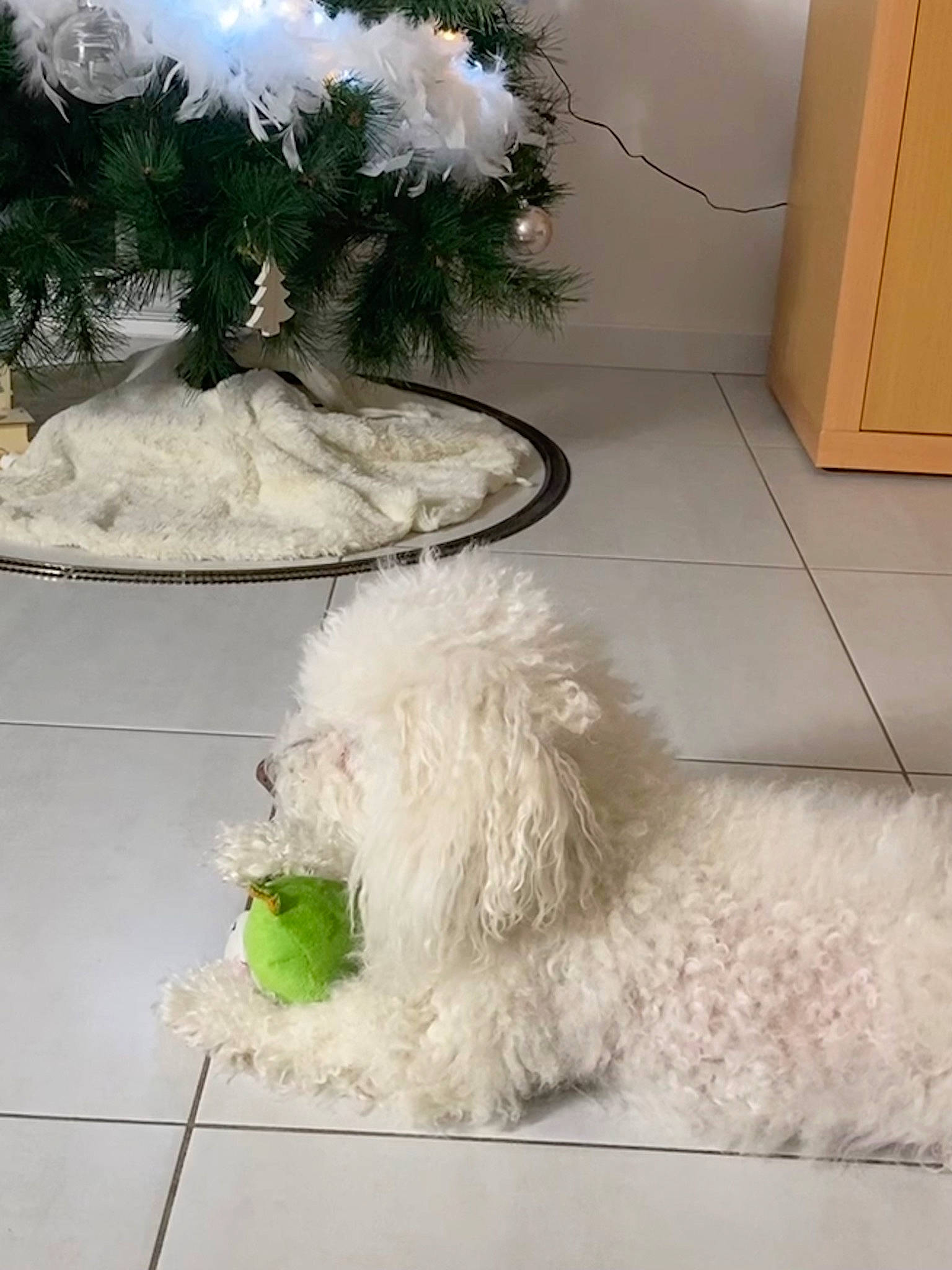 Diamant participe au concours pour gagner de l'argent avec cette photo : canidae, carnivore, companion_dog, conifer, dog, dog_breed, dog_collar, flooring, fur, labradoodle, non_sporting_group, pet_supply, plant, poodle, sporting_group, tail, terrier, toy_dog, water_dog, working_animal