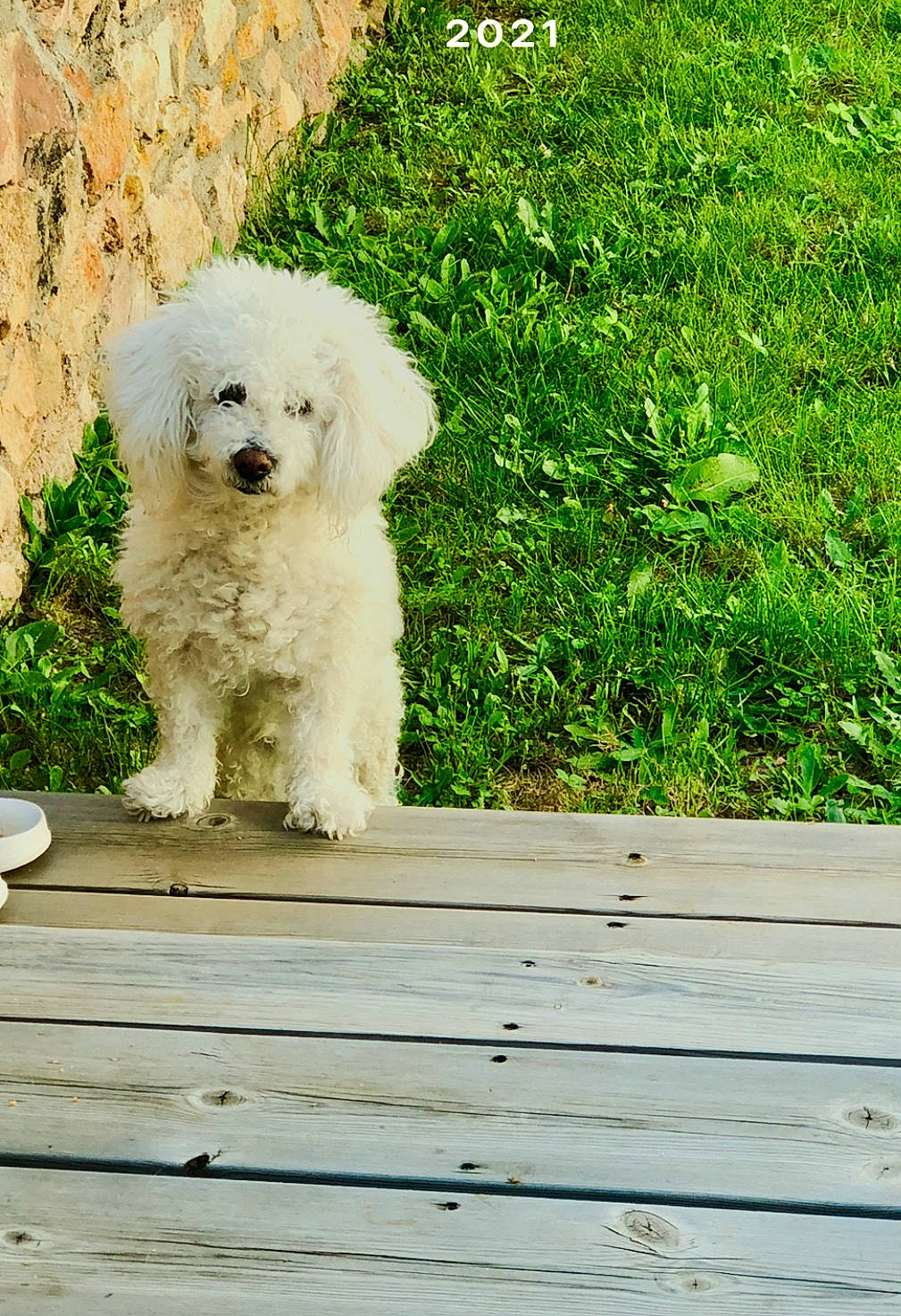 Diamant a rejoint le concours — aidez-le/la à gagner de superbes lots ! canidae, carnivore, companion_dog, dog, dog_breed, grass, maltepoo, non_sporting_group, plant, poodle, terrier, toy_dog, tree, water_dog, wood, working_animal