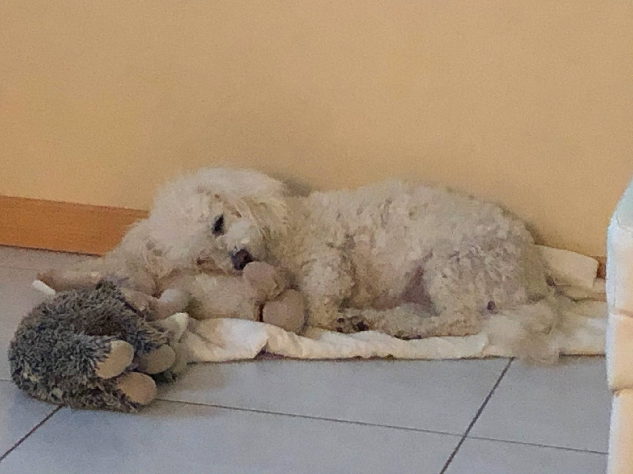 Diamant a rejoint le concours — aidez-le/la à gagner de superbes lots ! art, big_cats, canidae, carnivore, companion_dog, dog, dog_breed, fawn, felidae, flooring, fur, grey, paw, sculpture, snout, sporting_group, stuffed_toy, teddy_bear, terrestrial_animal, toy