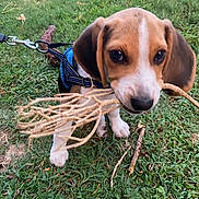 Trooper is registered to the contest to win money with this photo: animal, brown, closeup, cute, daylight, dog, ears, grass, harness, leash, nature, outdoor, paws, pet, playful, puppy, snout, twigs, white, young