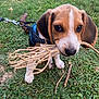animal, brown, closeup, cute, daylight, dog, ears, grass, harness, leash, nature, outdoor, paws, pet, playful, puppy, snout, twigs, white, young
