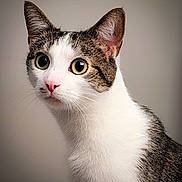 Novak joined the competition — help win amazing prizes! cat, close_up, portrait, animal, whiskers, pink_nose, white_fur, tabby, ears, eyes, curious, pet, feline, indoor, mammal, soft_light, looking, alert, head, fur