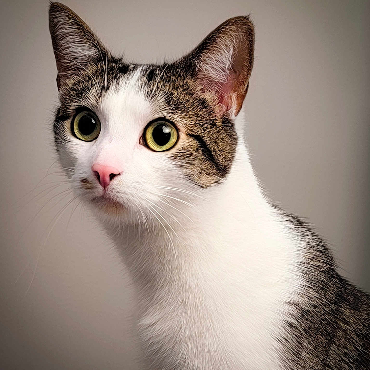 Novak joined the competition — help win amazing prizes! cat, close_up, portrait, animal, whiskers, pink_nose, white_fur, tabby, ears, eyes, curious, pet, feline, indoor, mammal, soft_light, looking, alert, head, fur