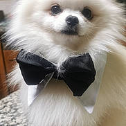 Ugo participe au concours pour gagner de l'argent avec cette photo : dog, pomeranian, white, fluffy, bow_tie, pet, cute, indoor, countertop, kitchen, curtains, small_dog, portrait, animal, furry, sitting, domestic_animal, closeup, adorable, companion