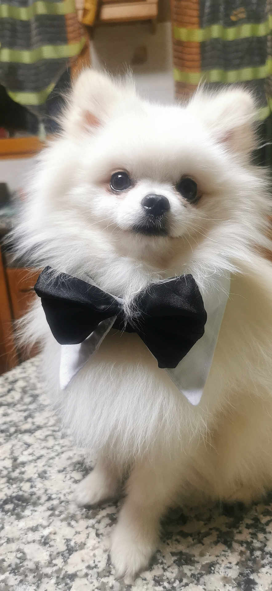 Ugo participe au concours pour gagner de l'argent avec cette photo : dog, pomeranian, white, fluffy, bow_tie, pet, cute, indoor, countertop, kitchen, curtains, small_dog, portrait, animal, furry, sitting, domestic_animal, closeup, adorable, companion