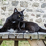 Félix a rejoint le concours — aidez-le/la à gagner de superbes lots ! animal, black_cat, cat, daylight, domestic_animal, fur, grass, mammal, nature, outdoor, paws, pet, picnic_table, relaxed, resting, side_view, stone_wall, whiskers, wooden_table, yellow_eyes