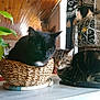 Félix a rejoint le concours — aidez-le/la à gagner de superbes lots ! animal, basket, black_cat, cat, cats, cozy, curled_up, cute, domestic_animal, feline, home_decor, indoor, lamp, nap, peaceful, plant, potted_plant, resting, tabby_cat, table