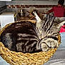 appliance, background, basket, blurred_background, cat, cozy, domestic_animal, fur, home, indoor, kitchen, nap, paw, person, resting, sleeping, striped, tabby_cat, table, woven_basket