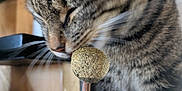 Oliver participe au concours pour gagner de l'argent avec cette photo : animal, ball, blurred_background, brown, cat, close_up, curious, face, feline, fur, hand, indoor, nose, person, pet, sniffing, stick, striped, tabby_cat, whiskers