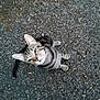 animal, cat, closeup, curious, daylight, ears, footwear, fur, gravel, ground, looking_up, mammal, outdoor, pet, shoe, small_animal, tabby_cat, tail, texture, whiskers