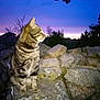 animal, cat, dusk, evening, grass, looking_away, mammal, nature, outdoor, peaceful, pet, quiet, rock, silhouette, sky, stone_wall, sunset, tabby_cat, tree, twilight
