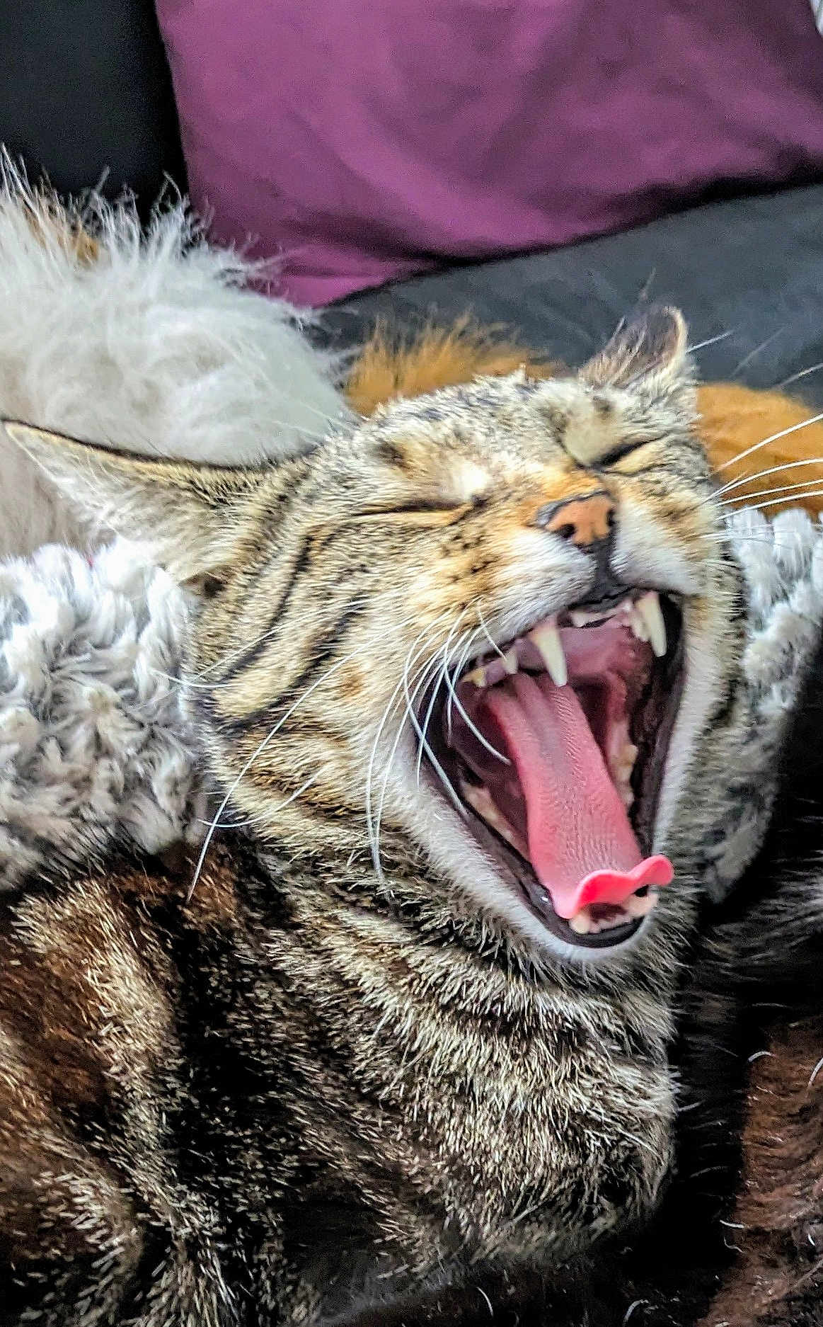Oliver