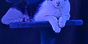 Dramatica is registered to the contest to win money with this photo: animal, black_and_white, blue_light, calm, cat, cat_tree, closeup, cozy, dark_background, ears, feline, fur, indoor, looking, nose, paws, pet, platform, resting, whiskers