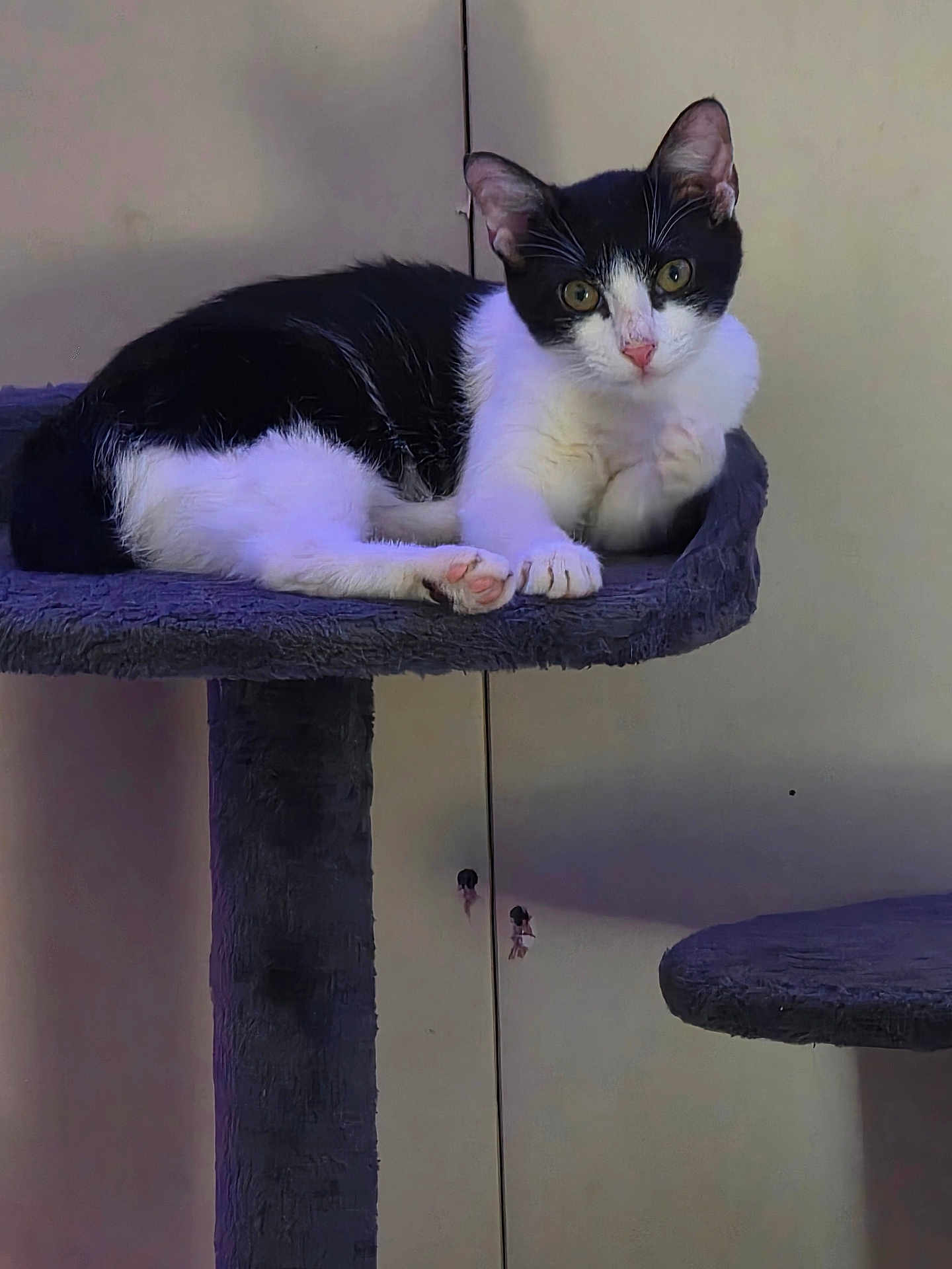 Dramatica joined the competition — help win amazing prizes! cat, black_and_white, pet, animal, feline, indoor, resting, cat_tree, platform, curious, looking, ears, whiskers, pink_nose, fur, paw, claws, relaxed, home, domestic