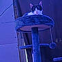 Dramatica is registered to the contest to win money with this photo: animal, black_and_white, blue_light, cat, cat_tree, cozy, dangling_toy, feline, furniture, home, indoor, looking, pet, plush, portrait, relaxed, resting, scratching_post, toy, vertical