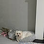 dog, pet_bed, stuffed_animal, indoor, floor, carpet, white_dog, small_dog, animal, cozy, resting, home, furniture, toy, grey, patterned_rug, calm, quiet, corner, relaxed