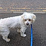dog, white_dog, leash, blue_leash, pet, animal, outdoor, asphalt, road, parked_cars, curious, walking, small_dog, fur, canine, side_view, leashed_dog, urban, pavement, daylight