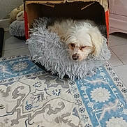 Jasper joined the competition — help win amazing prizes! dog, cardboard_box, blanket, indoor, carpet, resting, cozy, pet, fur, floor, home, animal, sleeping, small_dog, comfort, household, decor, relaxation, domestic, quiet