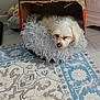 dog, cardboard_box, blanket, indoor, carpet, resting, cozy, pet, fur, floor, home, animal, sleeping, small_dog, comfort, household, decor, relaxation, domestic, quiet