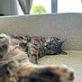 Tess participe au concours pour gagner de l'argent avec cette photo : cat, tabby, sleeping, couch, indoor, pet, feline, relaxed, cozy, fur, whiskers, paws, resting, home, window, daylight, blurred_background, animal, cute, domestic