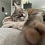 cat, sleeping, paw, close_up, fur, blanket, indoor, home, cozy, relaxed, whiskers, soft, pet, feline, stretching, blurred_background, nap, comfort, domestic, resting