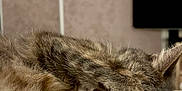 Tess a rejoint le concours — aidez-le/la à gagner de superbes lots ! cat, sleeping, paw, fur, indoor, cute, cozy, pet, animal, relaxed, tabby, whiskers, closeup, resting, feline, soft, bed, comfort, curled_up, nap