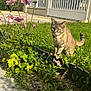 Tess participe au concours pour gagner de l'argent avec cette photo : cat, tabby_cat, garden, flowers, pink_flowers, greenery, grass, house, fence, sunlight, sidewalk, plants, nature, outdoor, pet, animal, curious, walking, daytime, suburban