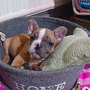 Arley participe au concours pour gagner de l'argent avec cette photo : puppy, dog, pet_bed, cozy, indoor, blanket, cute, animal, resting, fur, ears, snout, paw, home, cushion, young, small, brown, white, comfort