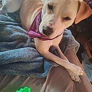Lacey is registered to the contest to win money with this photo: dog, bandana, blanket, couch, paw, indoor, relaxed, light_fur, pet, fur, animal, resting, mammal, canine, domestic_animal, furniture, brown, purple, crossed_paws, living_room