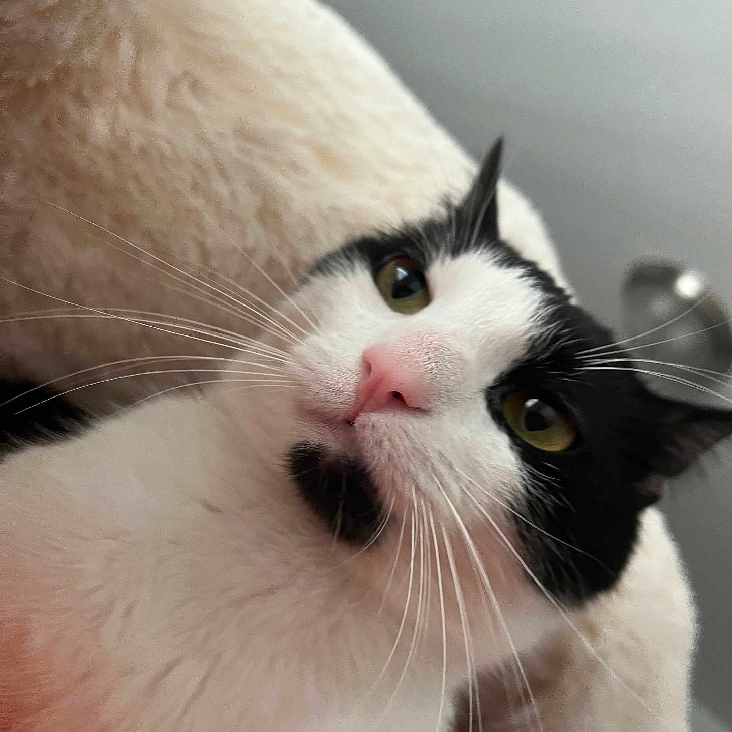 Milo joined the competition — help win amazing prizes! abyssinian, angora, animal, blackcat, bodypart, cat, kitten, manx, mouth, person, pet, siamese