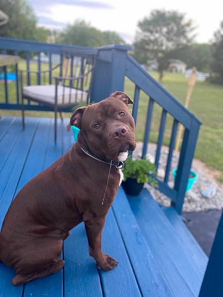 Narco is registered to the contest to win money with this photo: canidae, carnivore, collar, companion_dog, deck, dog, dog_breed, dog_collar, dog_supply, fawn, fence, hardwood, liver, non_sporting_group, outdoor_furniture, pet_supply, snout, sporting_group, wood_stain, working_animal