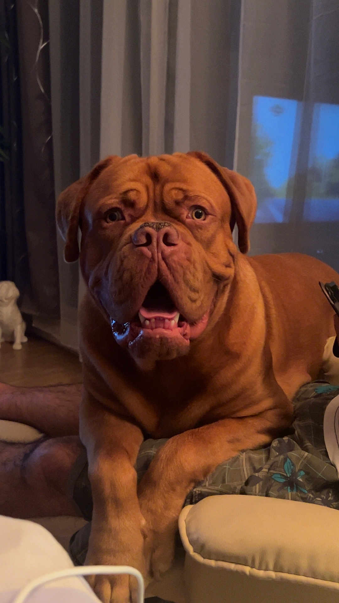 Vito participe au concours pour gagner de l'argent avec cette photo : dog, indoor, pet, canine, wrinkles, brown_fur, curtains, window, cushion, paws, mouth_open, friendly, resting, floor, human_leg, light, shadow, expression, animal, companion